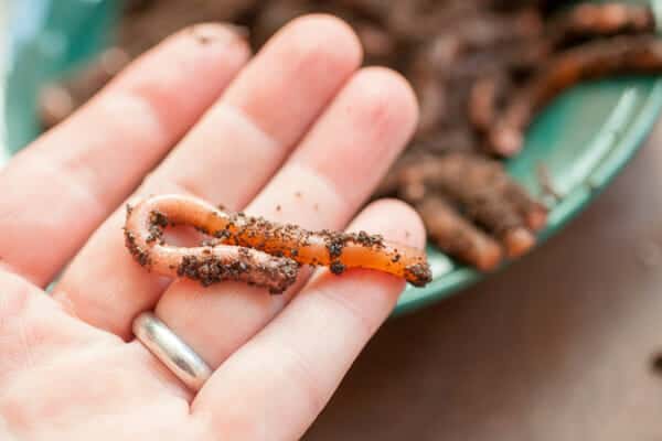 Homemade Realistic Worms